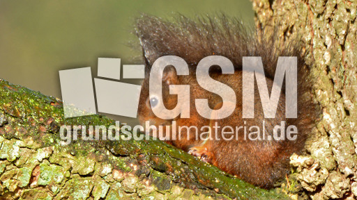 Eichhörnchen (34).jpg